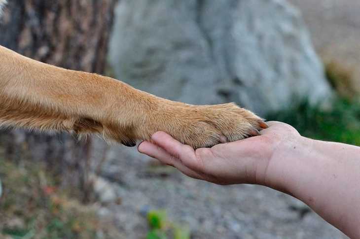 La protectora de animales Villanana pone de relieve la importancia de cuidar a los animales