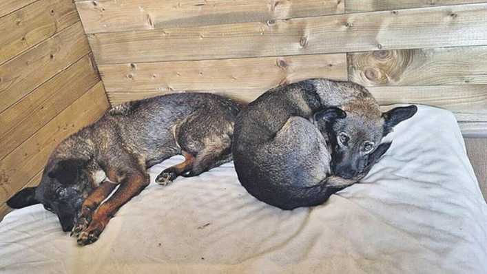 La protectora de perros de Valdeorras busca casas de acogida para sus animales
