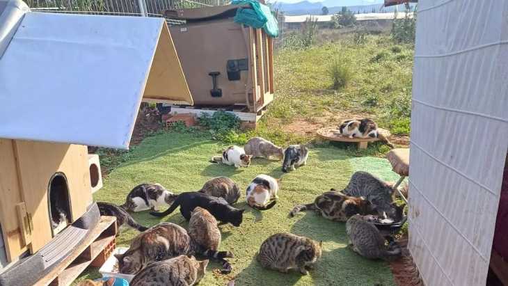 Las protectoras de animales piden espacios cerrados ante la bajada de las temperaturas