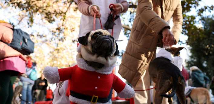 Madrid celebra una San Perrestre solidaria para ayudar a animales damnificados por la DANA