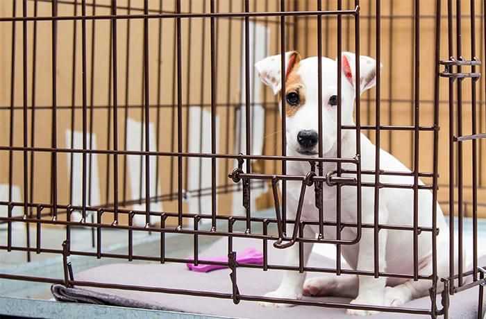 #NoTengoPrecio: la única solución efectiva para detener el tráfico de animales de compañía
