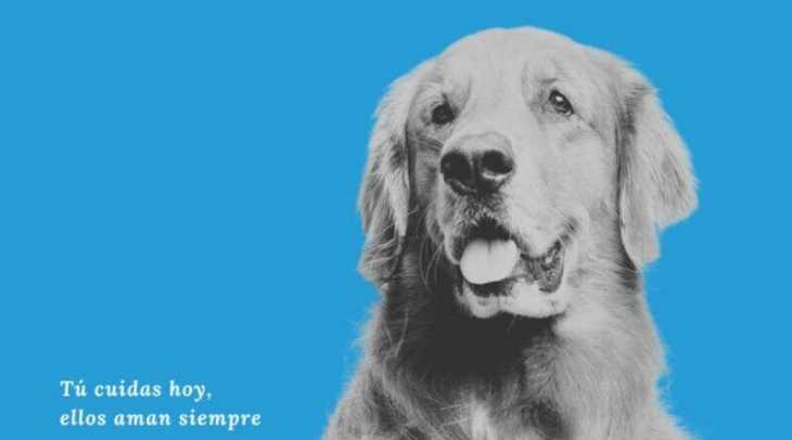 Nueva campaña de concienciación en colaboración con las protectoras de animales