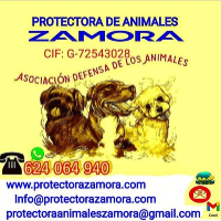 Protectora de animales Zamora
